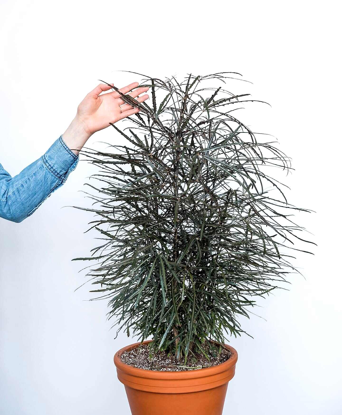 plant image