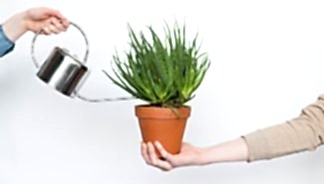 how to water indoor plants correctly