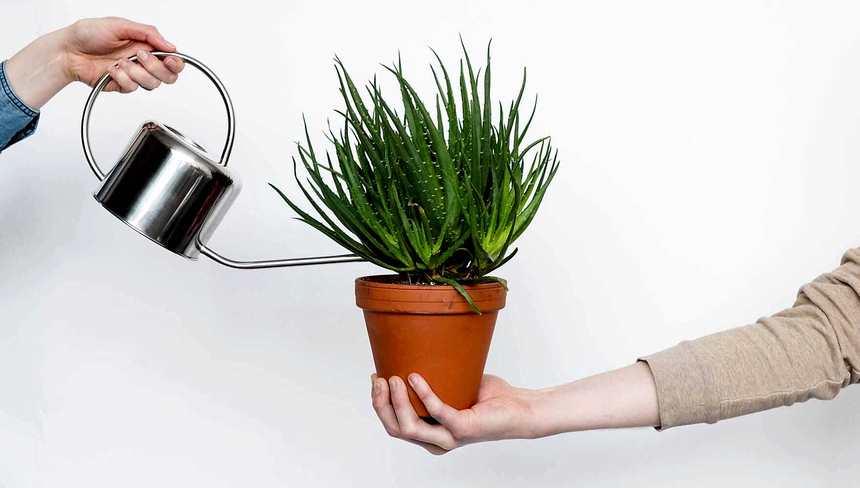 how to water indoor plants correctly