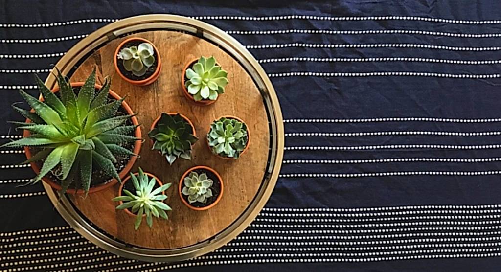 bloomscape succulents