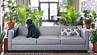 best plants for apartments