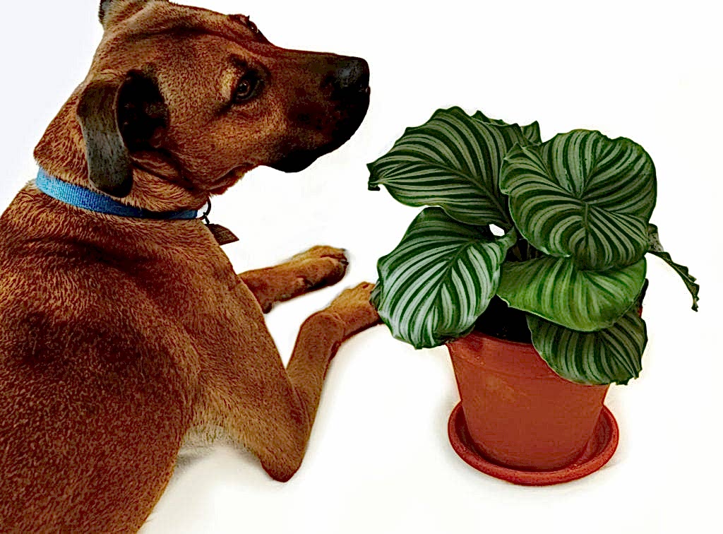 favorite patterned plants, calathea orbifolia