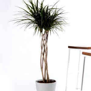 How Office Plants Help Lower Stress and Boost Focus | Bloomscape
