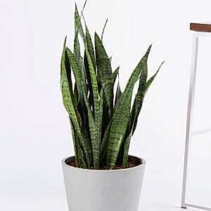How Office Plants Help Lower Stress and Boost Focus | Bloomscape