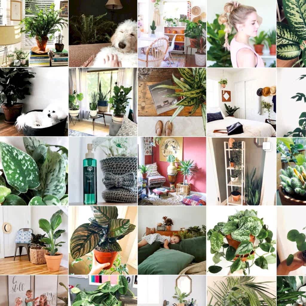 Bloomscape Indoor Plant Delivery