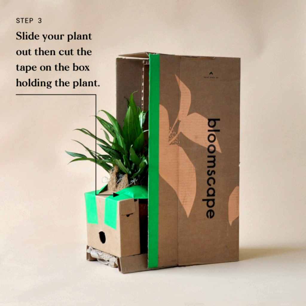 Indoor Plant Delivery Bloomscape Step 3