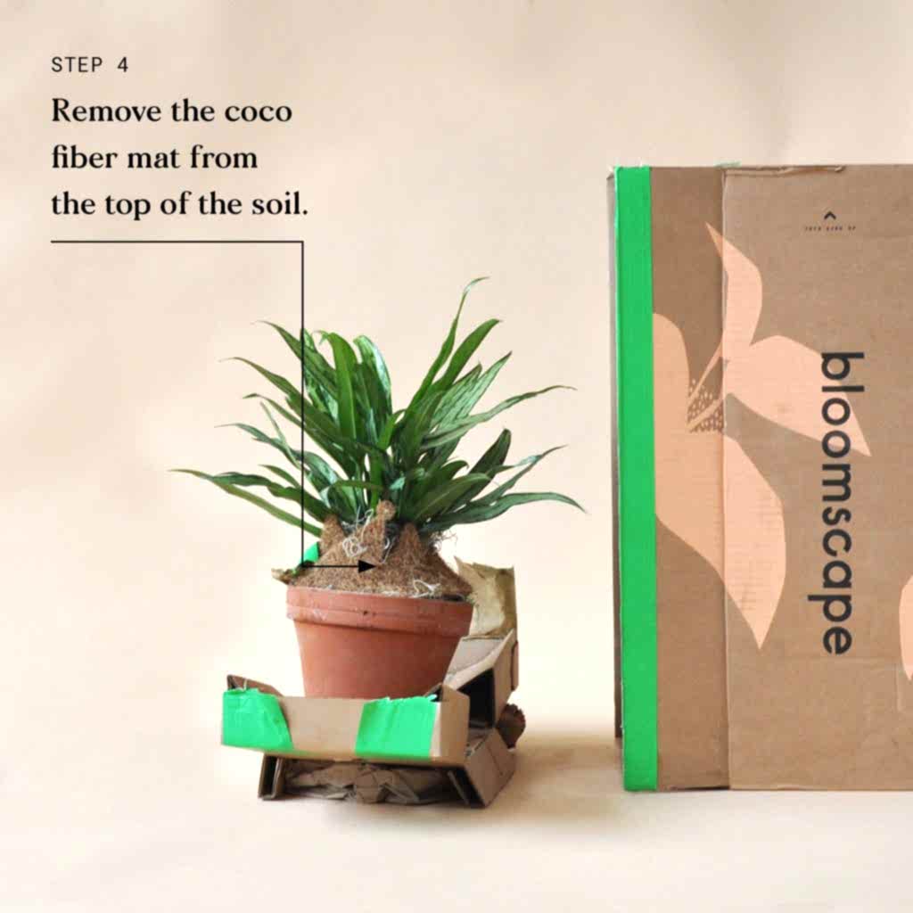 Indoor Plant Delivery Bloomscape Step 4