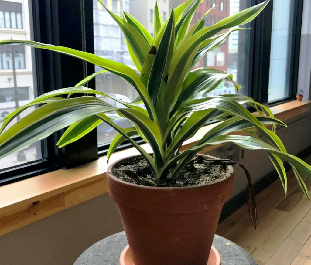 Houseplant Care: Brown spots on my Dracaena?