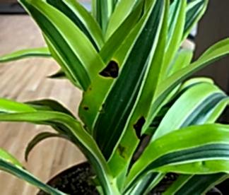 Houseplant Care: Brown spots on my Dracaena?