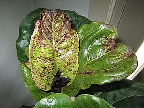 Bacterial Leaf Spot on Fiddle Leaf Fig
