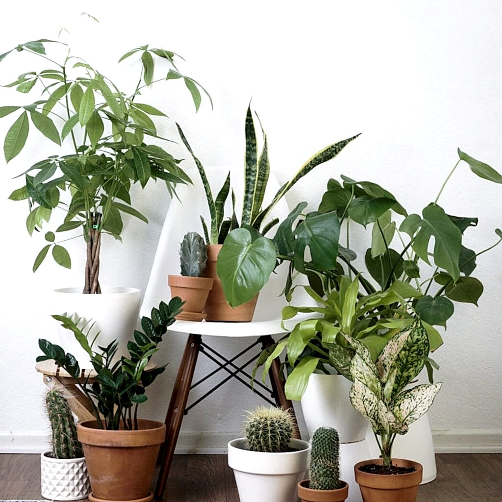 Plant Life Series: An Artist’s Minimal Bohemian Apartment in Los Angeles