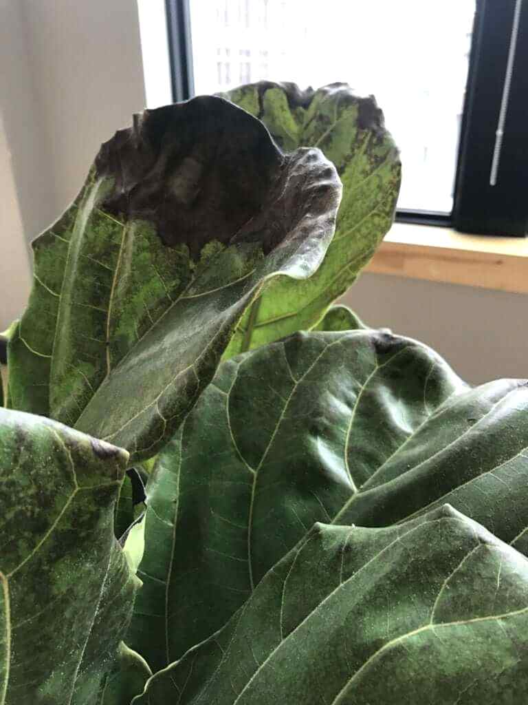 what's wrong with my Fiddle Leaf Fig