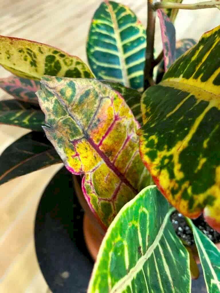 What's Wrong with My Croton Petra?