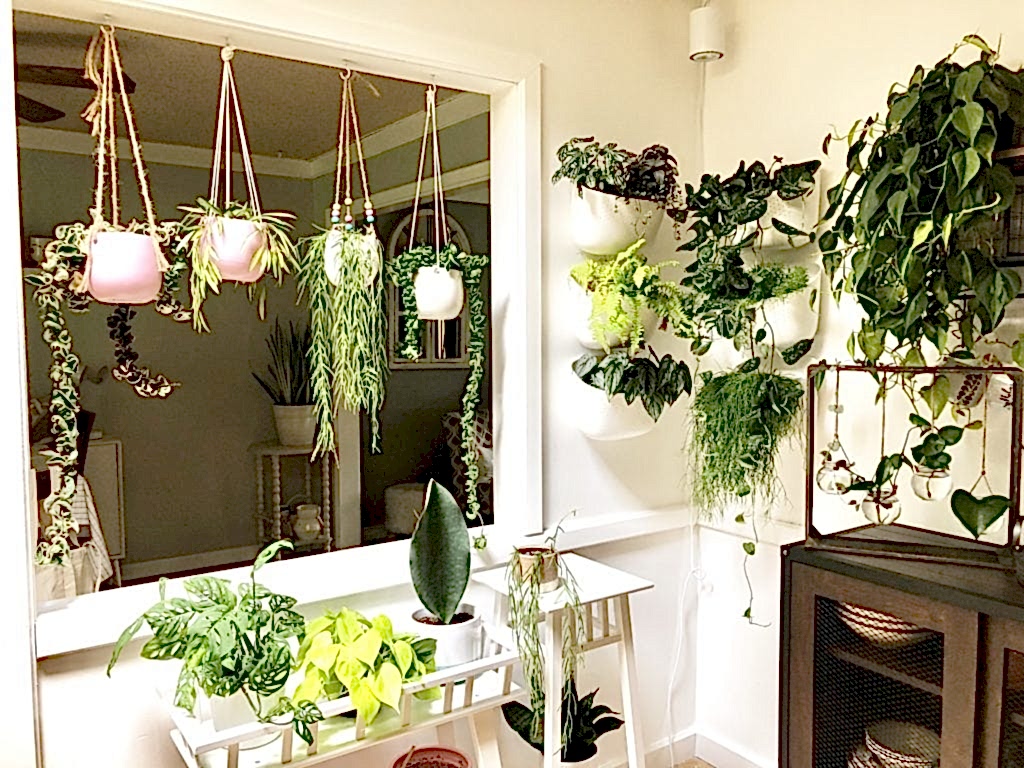 Plant Life Series: A Modern Bohemian Plant Paradise in Chicago