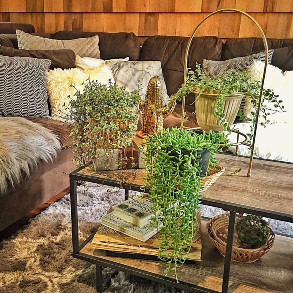 Plant-filled, Cat-Friendly Home