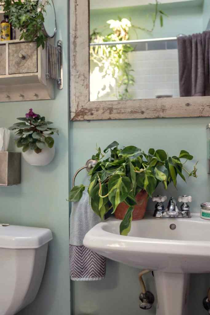 Best Plants for Your Apartment: Bloomscape Your Space Best Plants for Your Apartment: Bloomscape Your Space