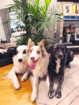 safe houseplants for cats and dogs