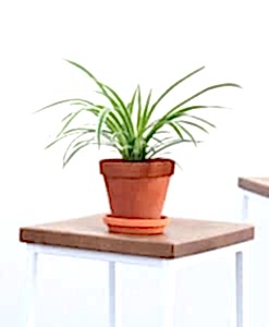 How Office Plants Help Lower Stress and Boost Focus | Bloomscape