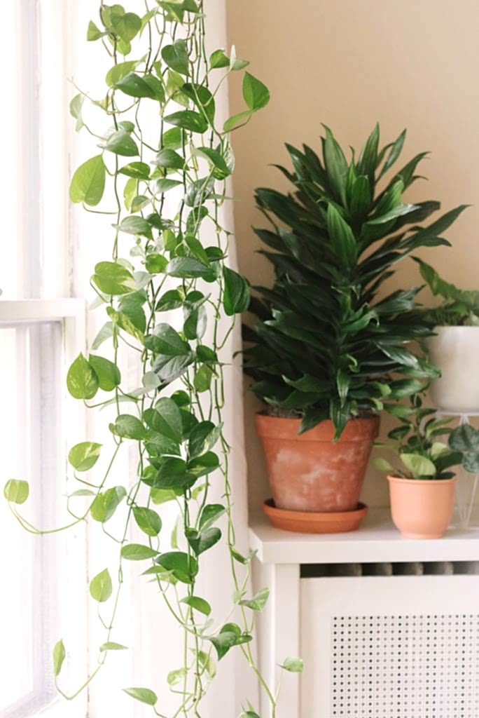Plant Life Series: A Minimalist, Mid-Century Modern Detroit Home