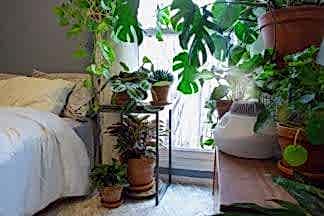 Increase humidity for plants