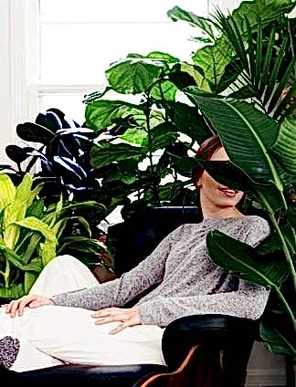 Health Benefits of Indoor Plants
