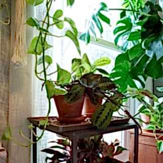Caring for your plants while you're away