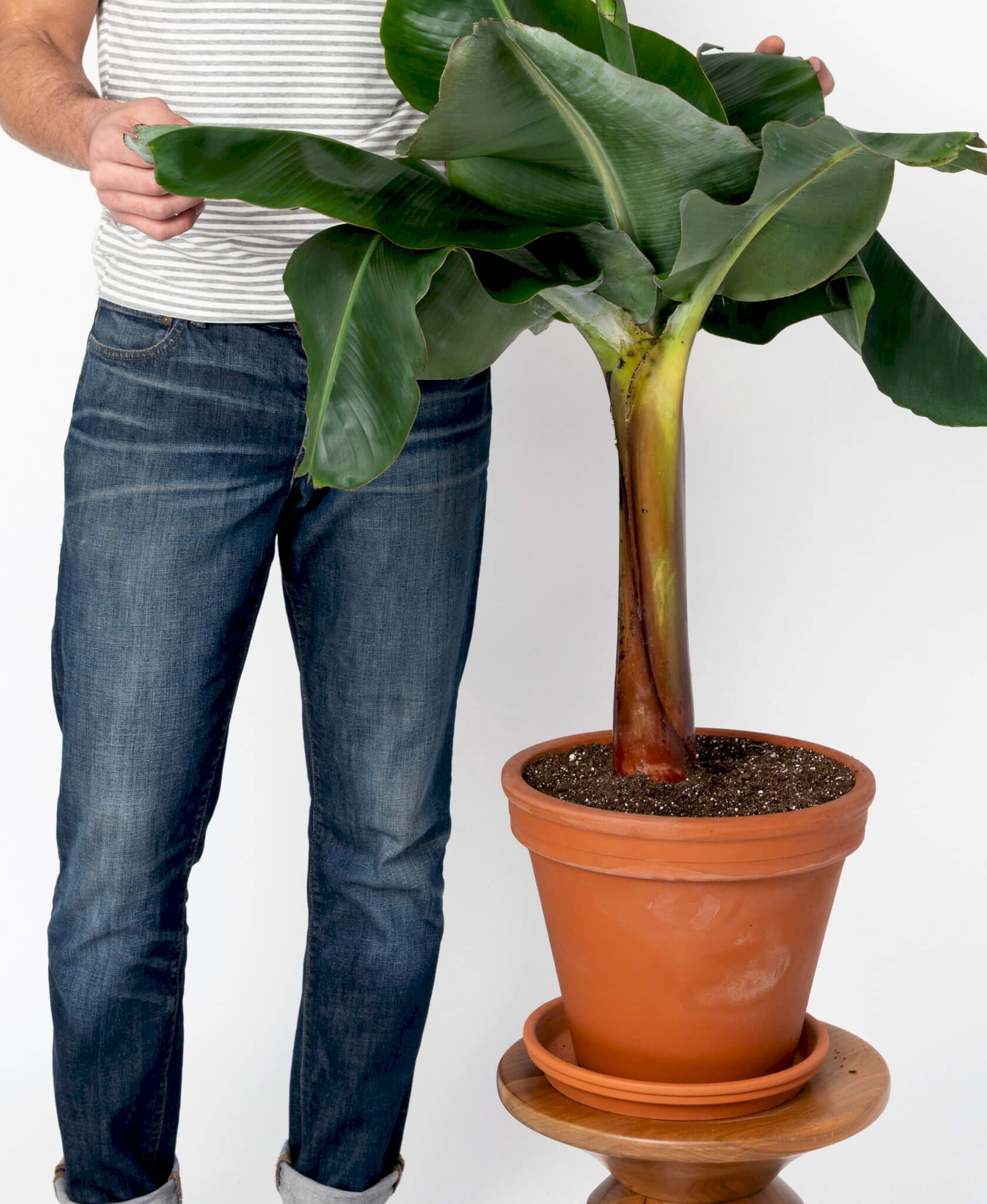 plant image