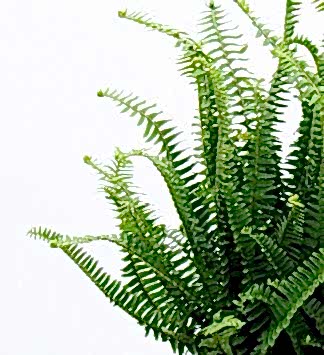 Plant Mom's Tips: Boston Fern Care
