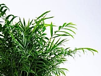 Plant Mom's Tips: Parlor Palm Care