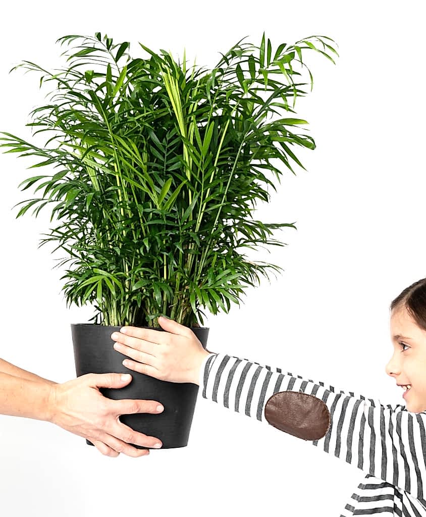 Buy Potted Bloomscape Parlor Palm Indoor Plant
