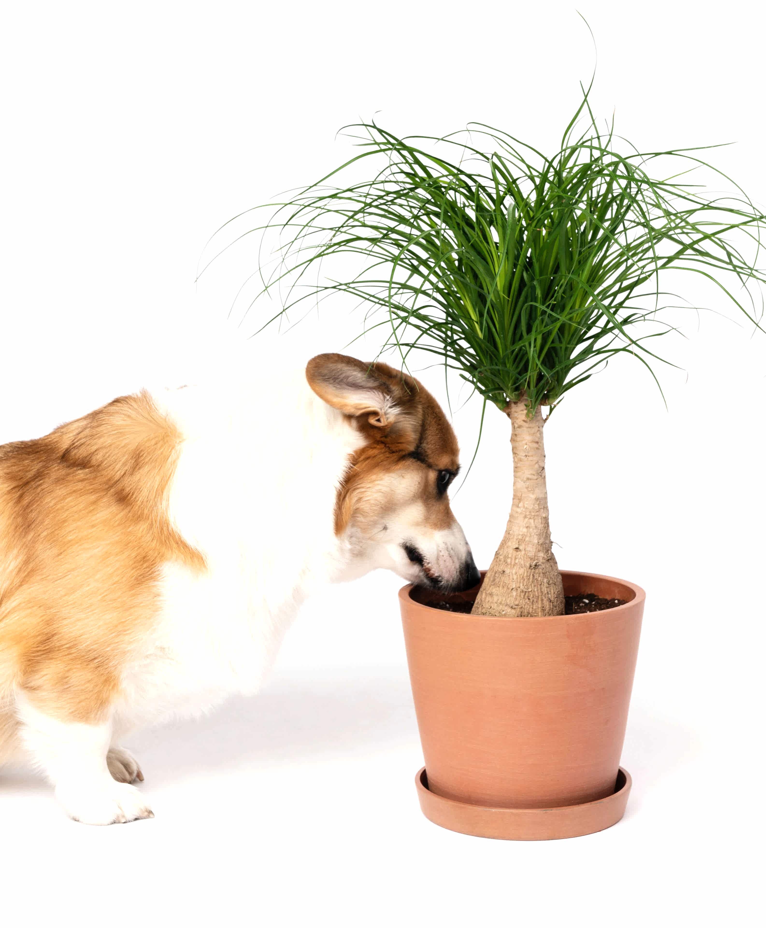 Buy Potted Bloomscape Ponytail Palm Indoor Plant
