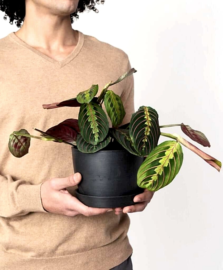 Buy Potted Bloomscape Red Prayer Plant Indoor Plant