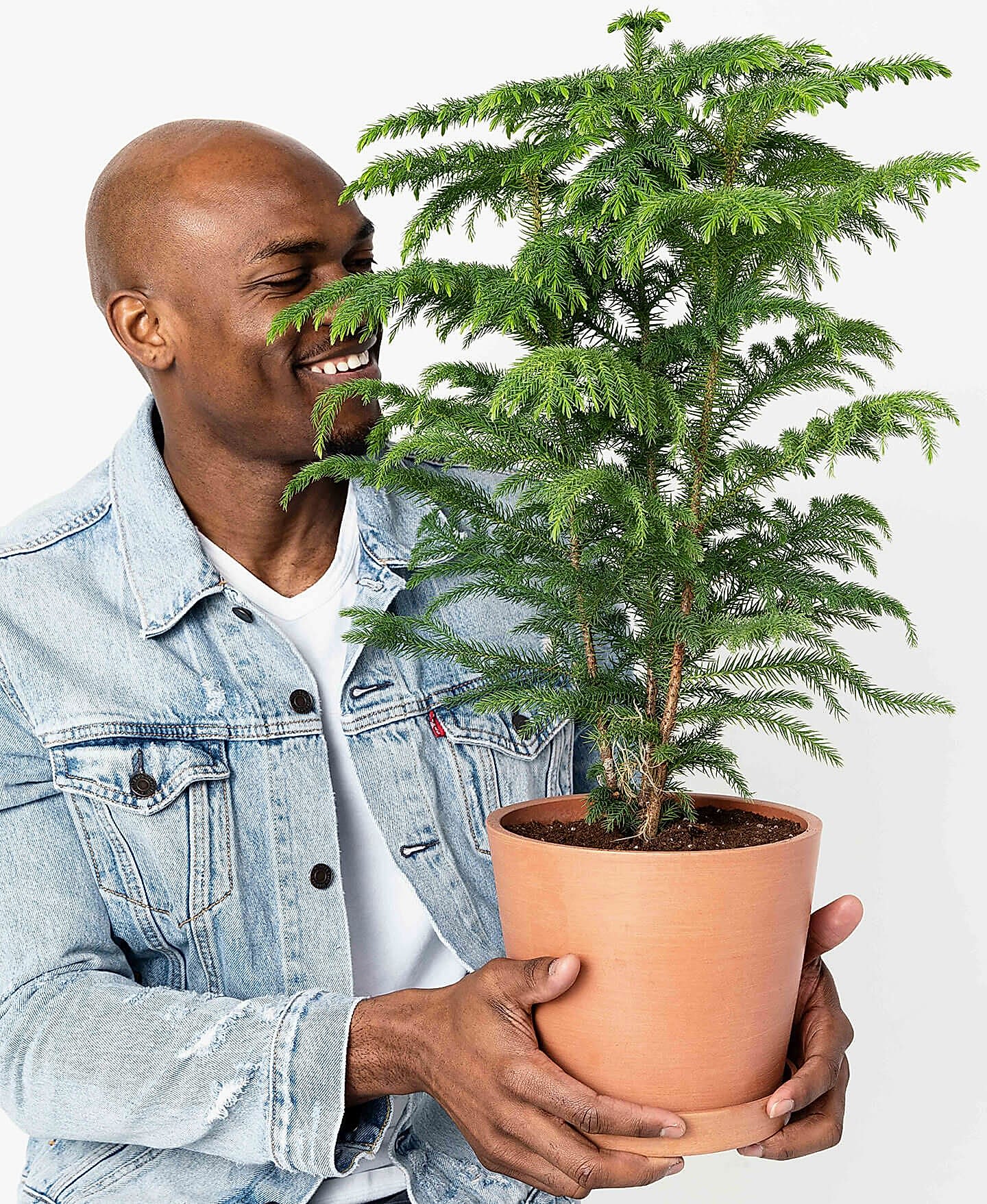plant image