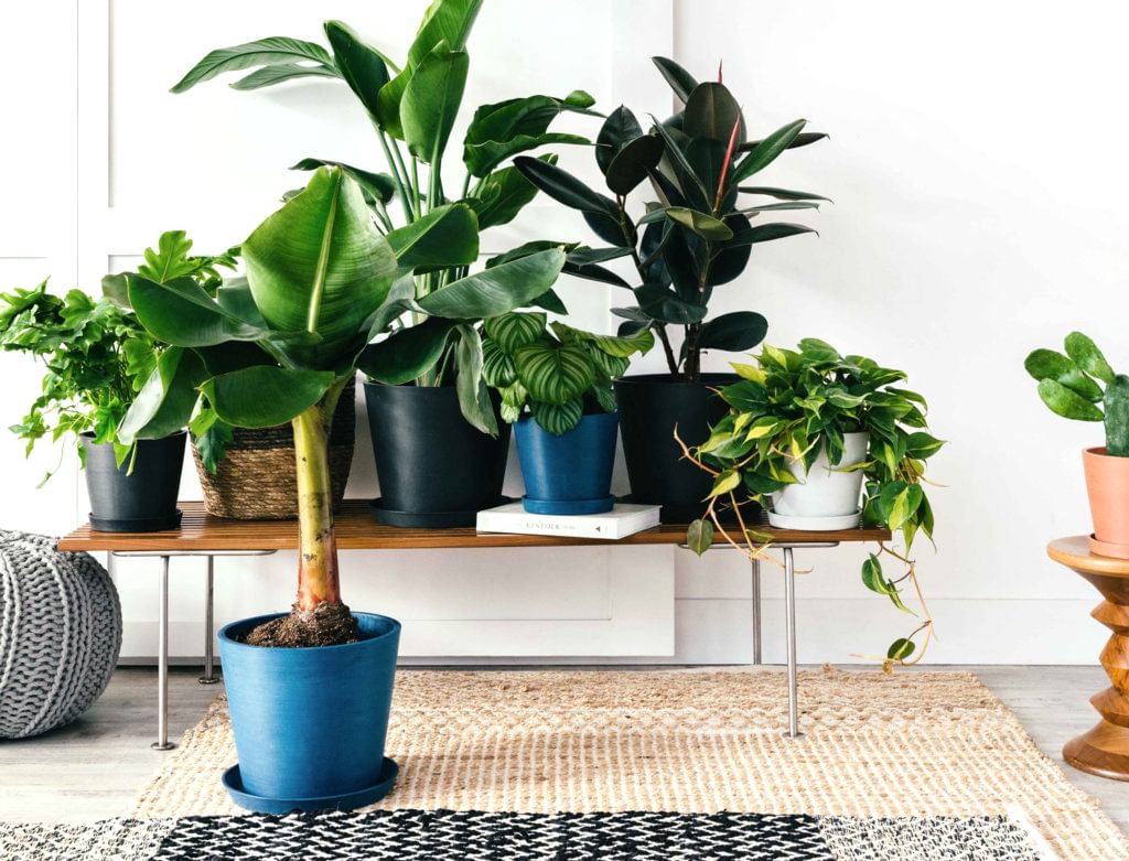 Bloomscape Healthy Potted Indoor Plants Delivered