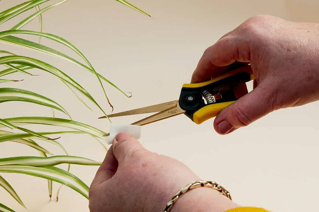 How to Trim Your Plants - Wipe Shears