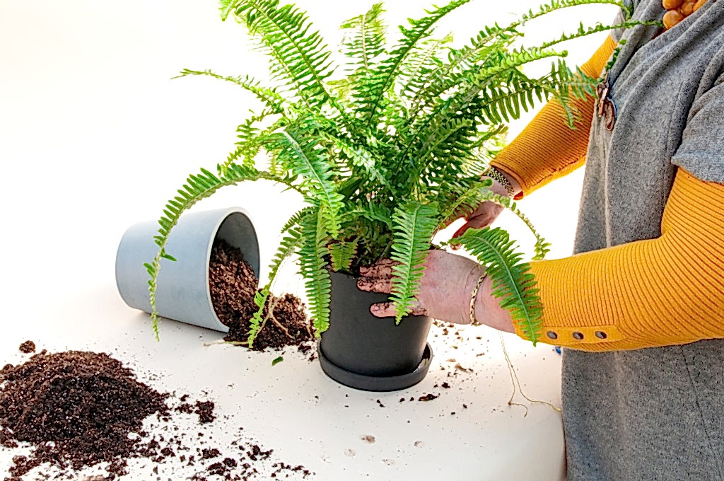 Plant Mom Pro Tips: How to Re-pot Your Plants