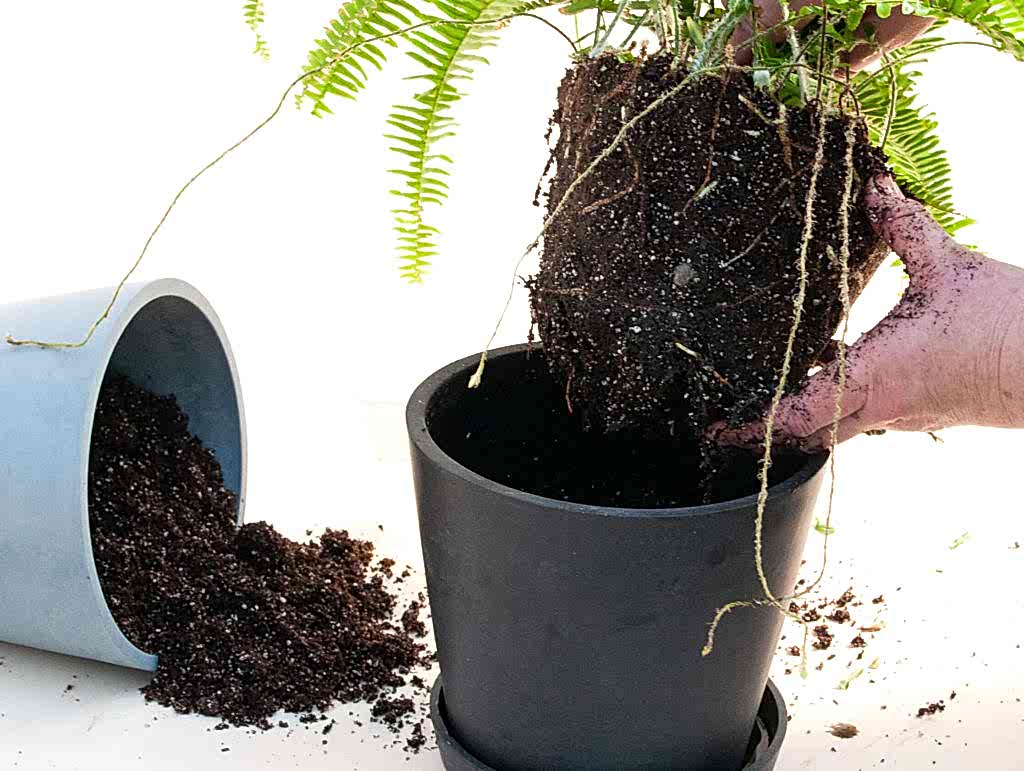 Plant Mom Pro Tips: How to Re-pot Your Plants
