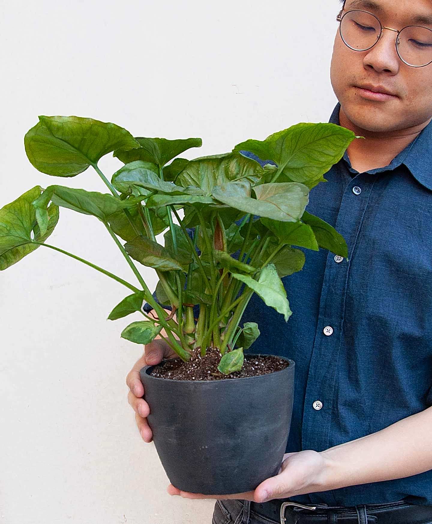 plant image