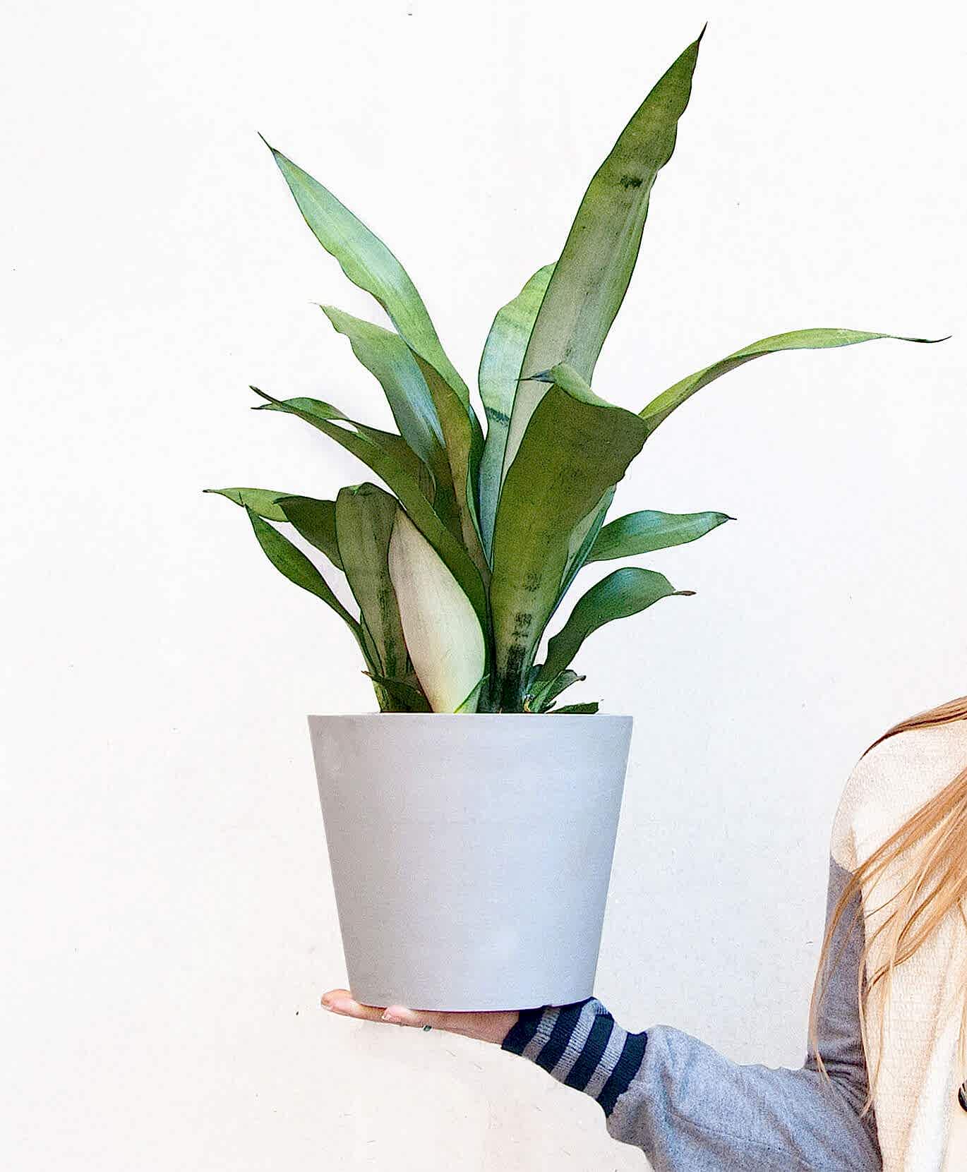 Buy Potted Bloomscape Moonshine Sansevieria Indoor Plant
