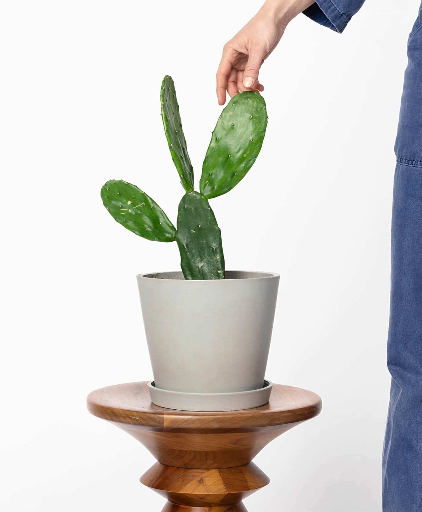 Buy Potted Bloomscape Prickly Pear Cactus Indoor Plant