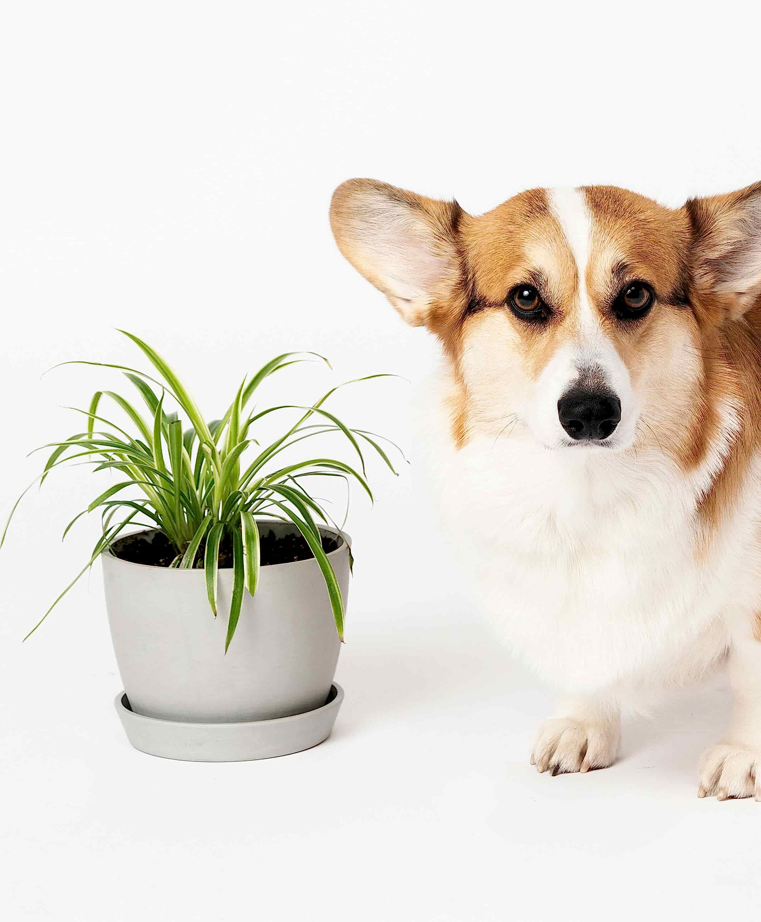 Buy Potted Bloomscape Spider Plant Indoor Plant