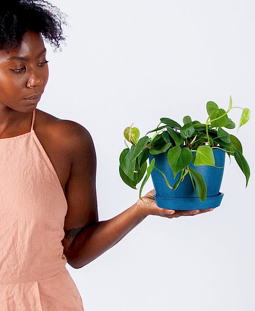 Buy Potted Bloomscape Heartleaf Philodendron