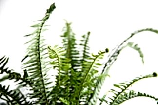 What Does New Growth Look Like? | Bloomscape