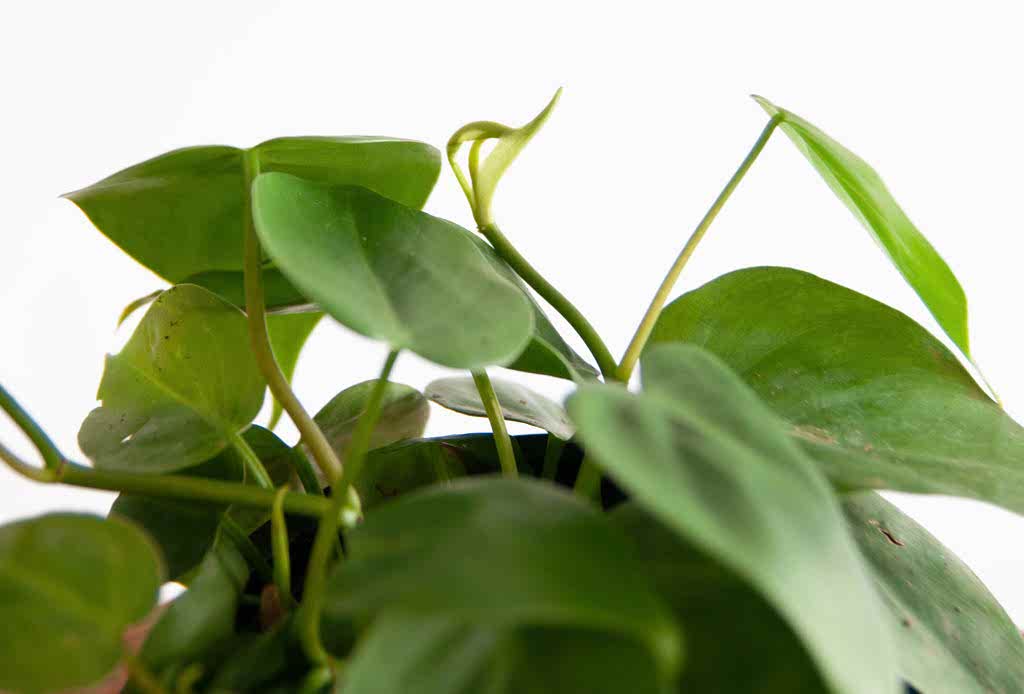 What Does New Growth Look Like? | Bloomscape
