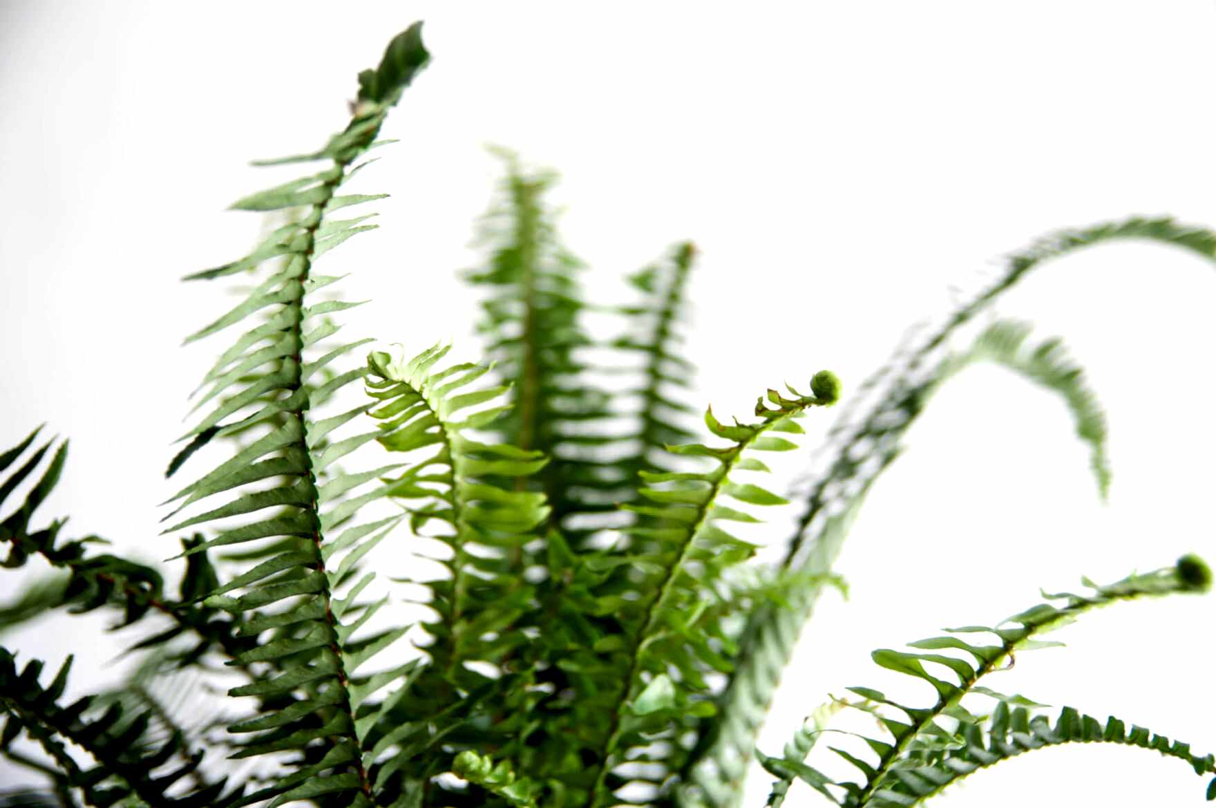 What Does New Growth Look Like? | Bloomscape