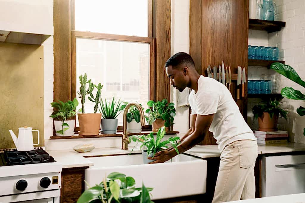 Best Plants for the Kitchen: Bloomscape Your Space