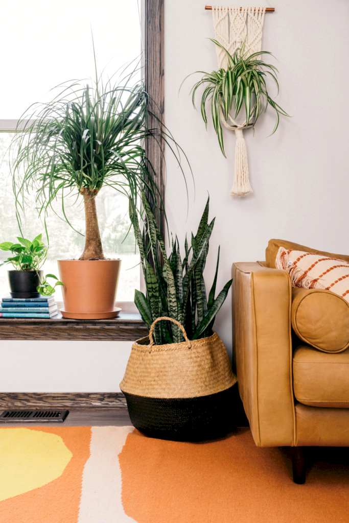 Best Plants for Your Apartment: Bloomscape Your Space Best Plants for Your Apartment: Bloomscape Your Space