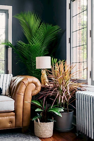 Plants next to air conditioner in a living room