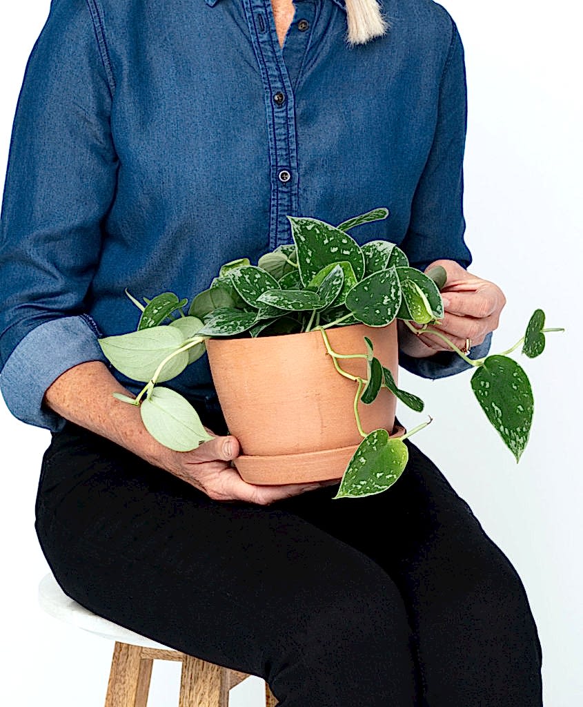 Buy Potted Silver Pothos Plant, Bloomscape