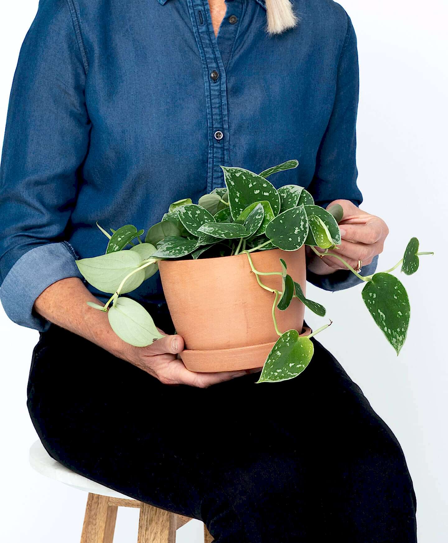 plant image